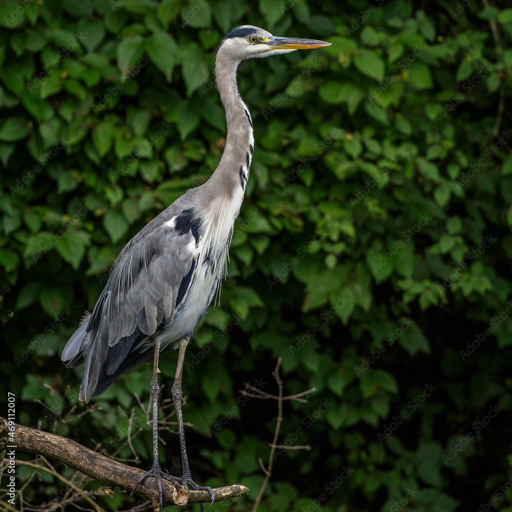 Fototapeta premium Graureiher (Ardea cinerea)
