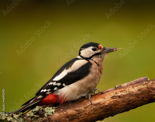 spotted woodpecker on branch © Pixsas