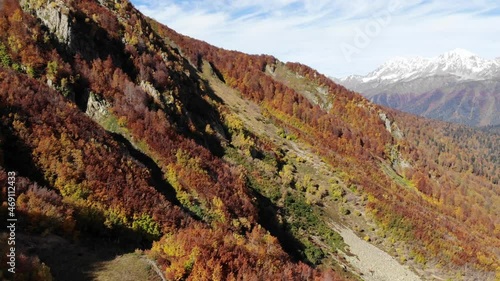 4K drone shot flying over autumn trees in alpine landscape against high rocky mountains with snowy peaks on a sunny day with clear blue sky