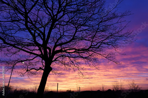 シルエットの木と神秘的な色の夕景