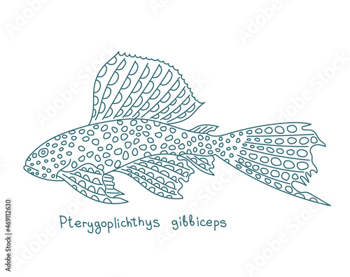 Pterygoplichthys gibbiceps. Species of armored catfish. Aquarium fish. Vector contour line. Open paths. Editable stroke.