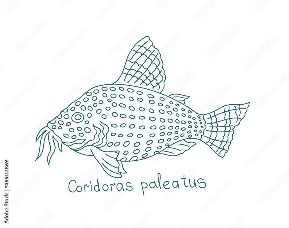 Obraz premium Blue leopard corydoras. Corydoras paleatus. Aquarium fish. Vector contour line. Open paths. Editable stroke.