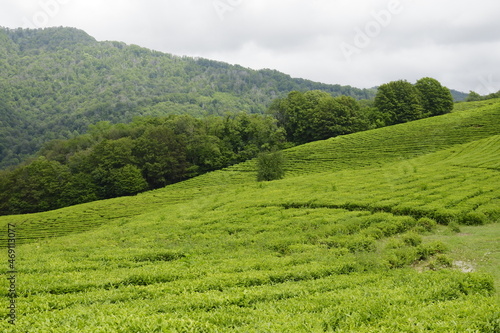 green tea plantation © dead_dinosaur