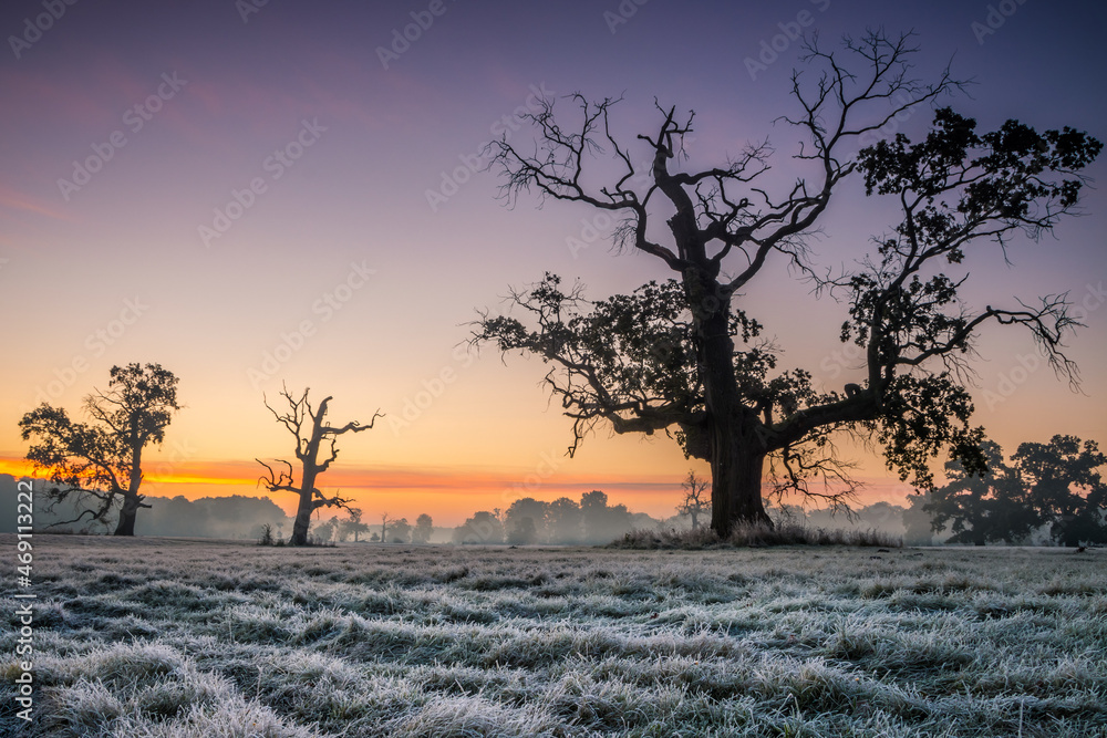 Obraz premium Lonely tree and fog in the field during sunrise