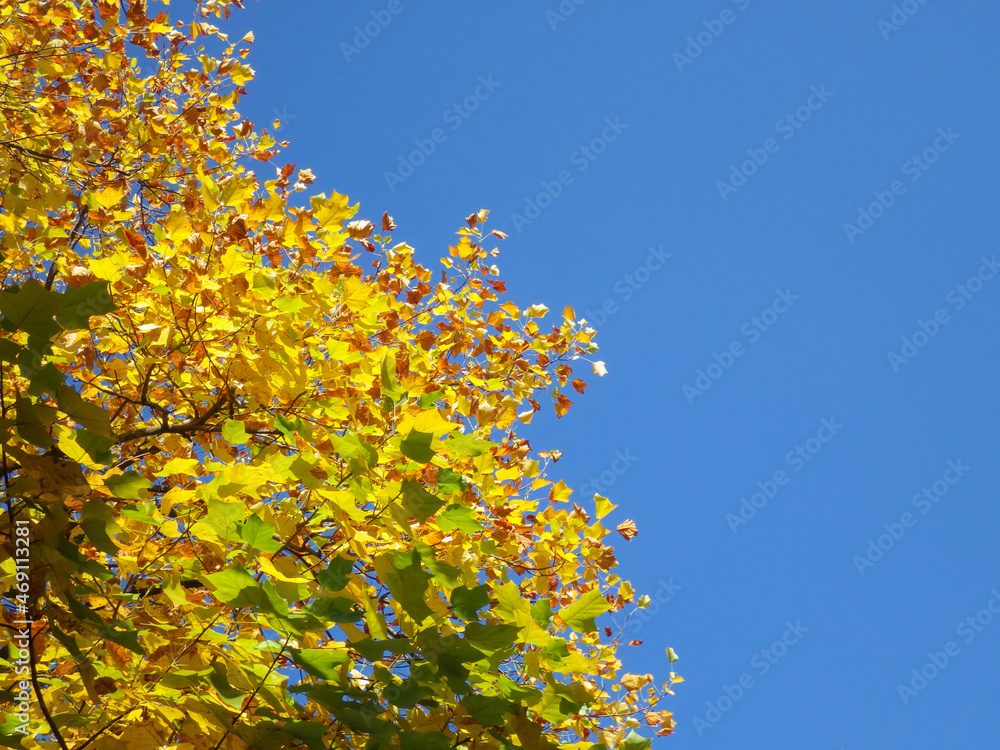 紅葉したユリノキの葉と快晴の青空