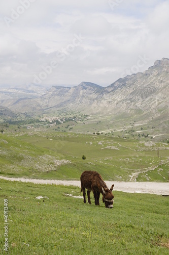 a donkey in the mountains