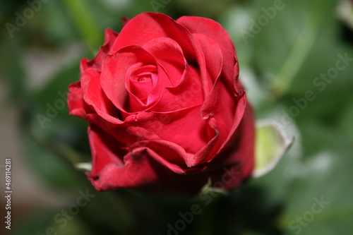dutch red rose in garden