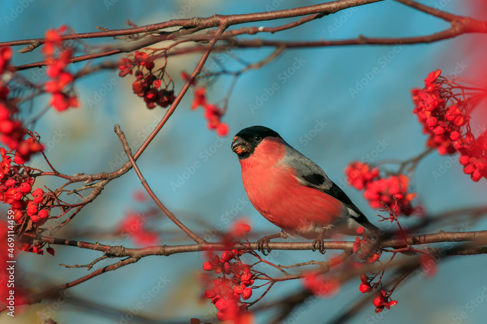 Obraz premium portrait of a male bullfinch bird sitting on the branches of a rowan tree and eating juicy red berries