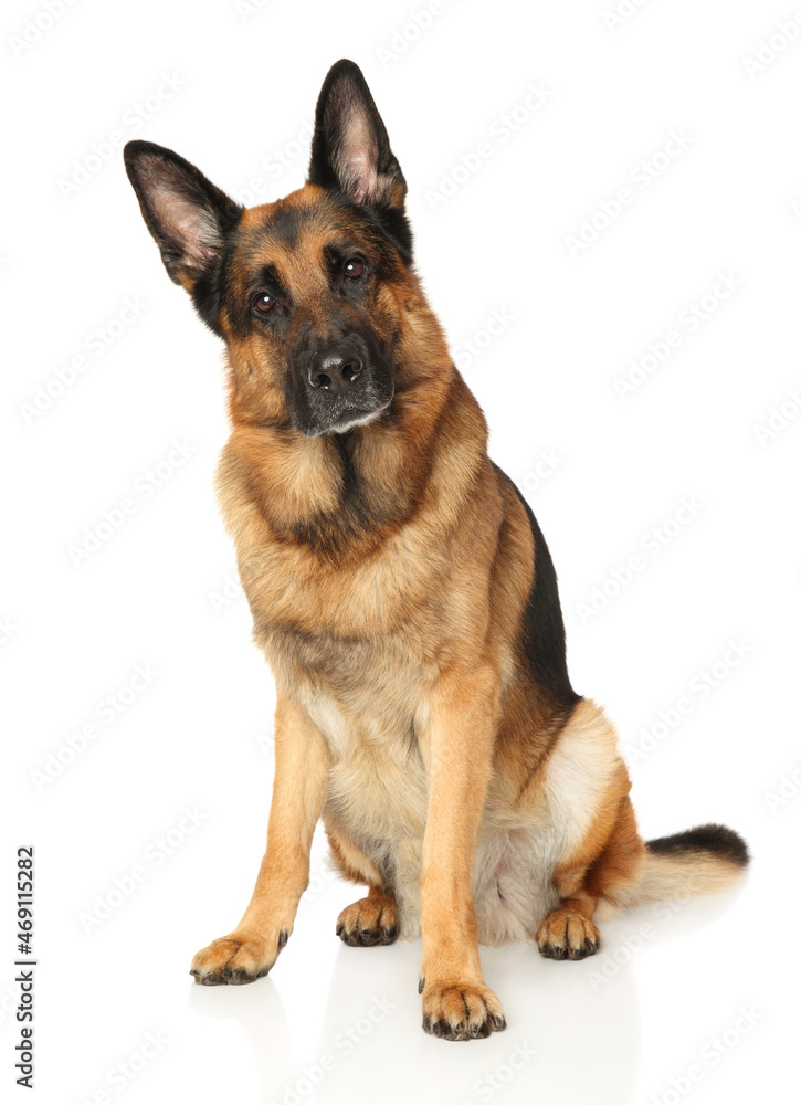 German Shepherd dog sitting on a white background