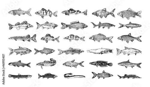 Collection of monochrome illustrations of freshwater fish in sketch style. Hand drawings in art ink style. Black and white graphics. photo
