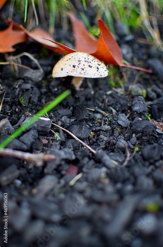 Mushroom on ashes with out-of-focus foreground. Beauty in nature