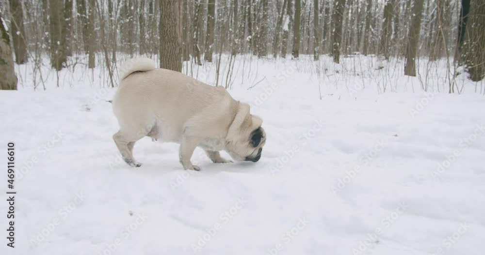 Beauty pug dog walking in the snow with the owner. Winter park. Side view Beauty pug dog walking in the snow with the owner. Winter park. Side view