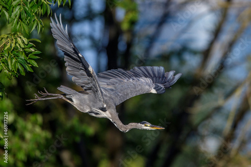 Graureiher (Ardea cinerea)