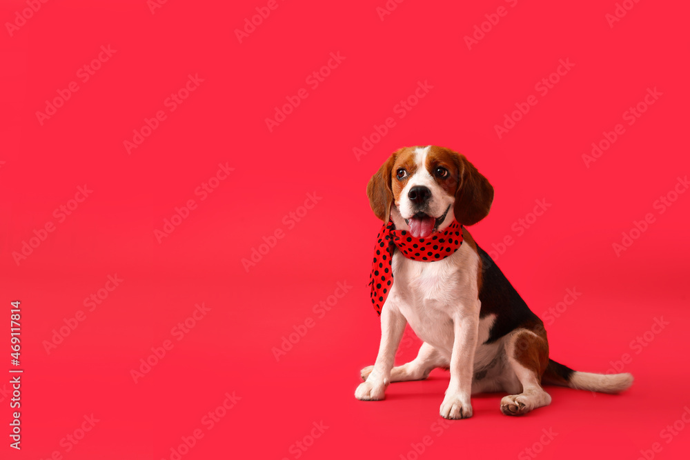 Cute Beagle dog in scarf sitting on red background