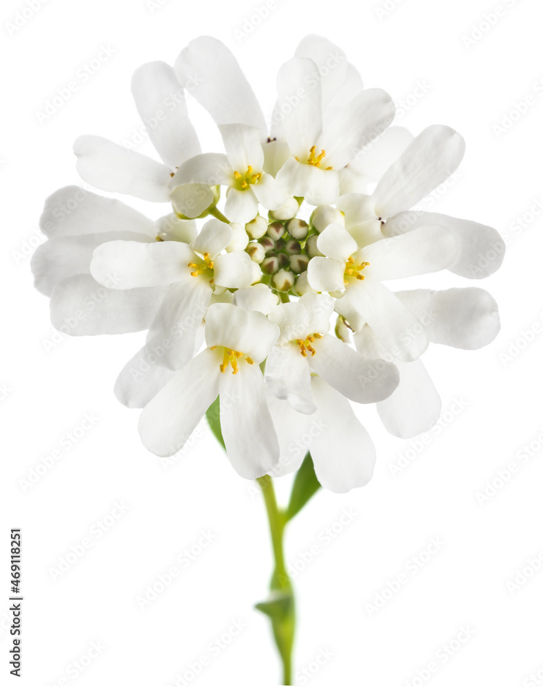 Fototapeta premium Candytuft flower
