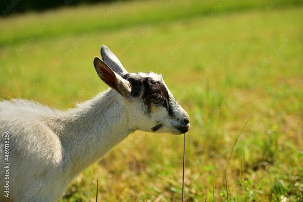 A domestic goat eats grass in a meadow in summer