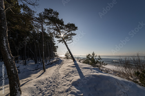 Sunny winter day at Bltic seaside. Sun shine through pine forest trees. photo