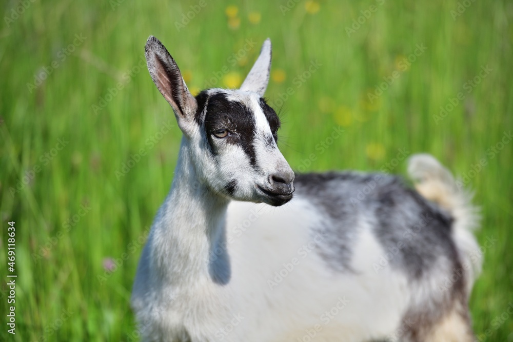 Portrait of a domestic goat's head in a meadow Portrait of a domestic goat's head in a meadow