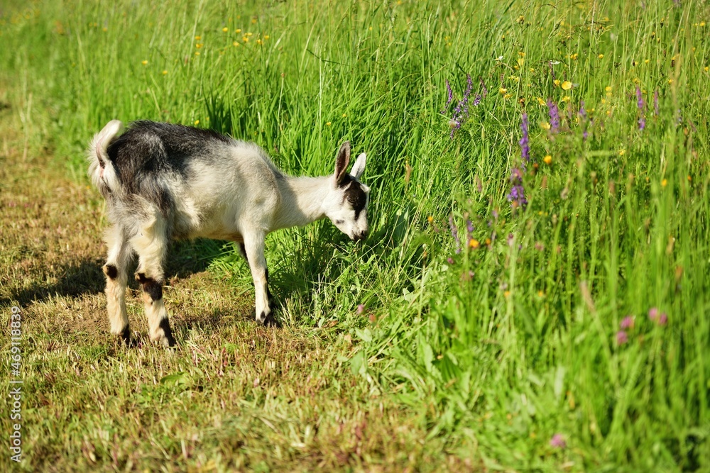 The domestic goat grazes on a green grass meadow The domestic goat grazes on a green grass meadow