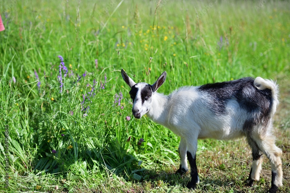 The domestic goat grazes on a green grass meadow The domestic goat grazes on a green grass meadow