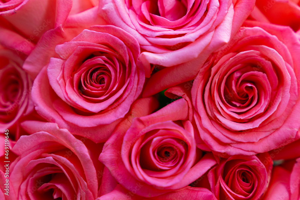 pink roses background pink roses background