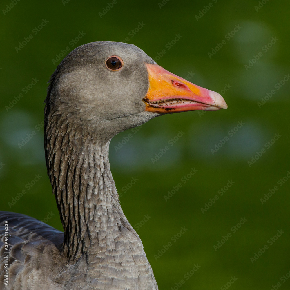 Graugans (Anser anser) Graugans (Anser anser)