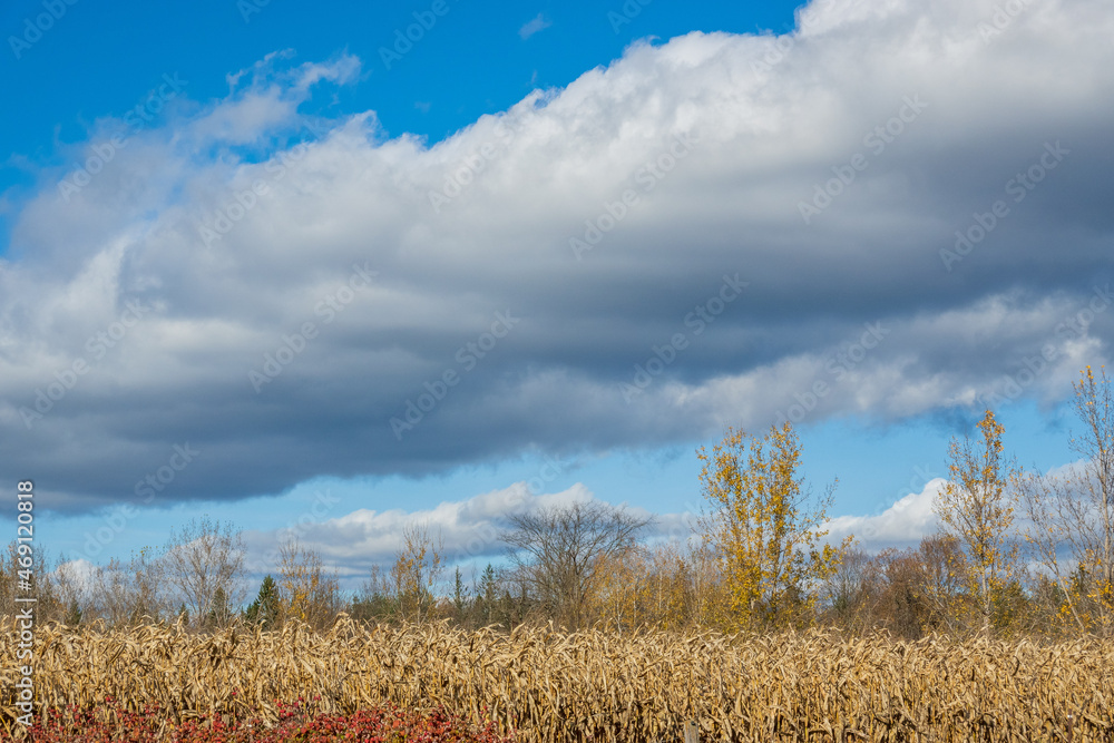 Obraz premium White clouds over fields of corn at harvest time. Shot in the Ottawa Valley of Ontario, Canada.