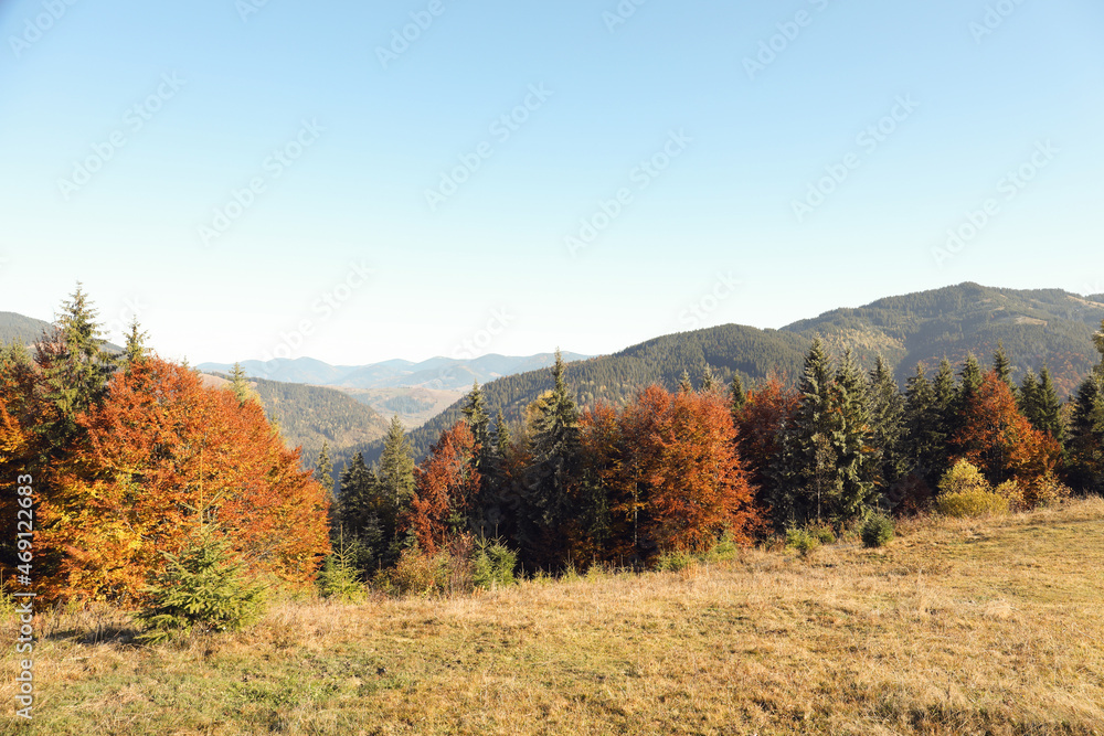 Picturesque view of beautiful mountain forest in autumn