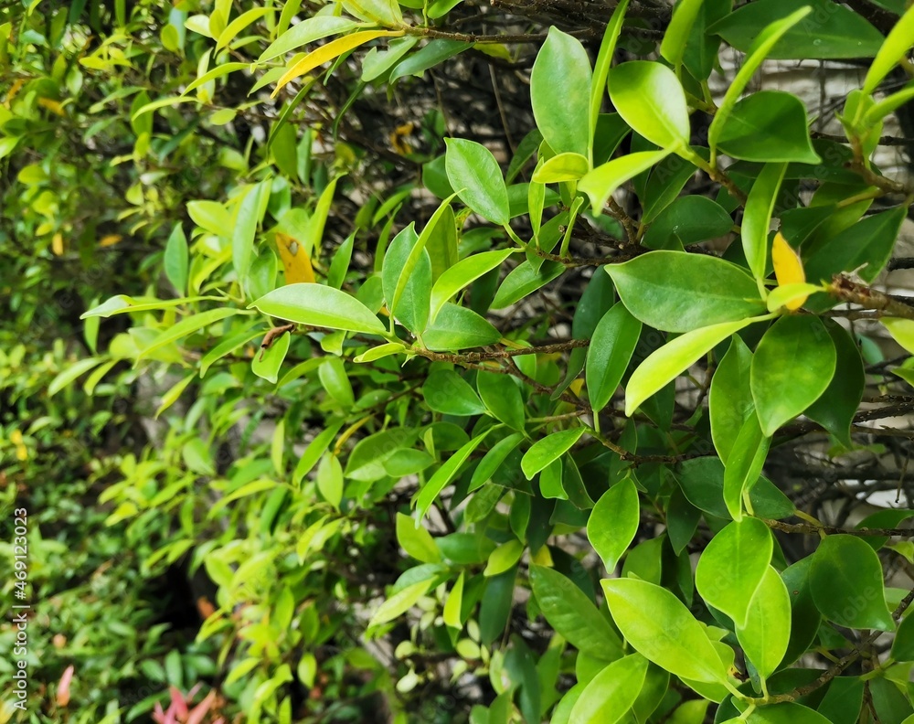 green leaves green leaves