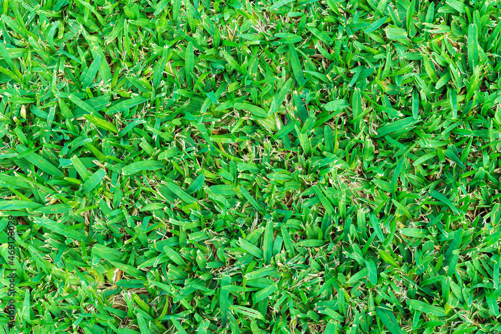 Mediterraner grüner Rasen Mediterraner grüner Rasen