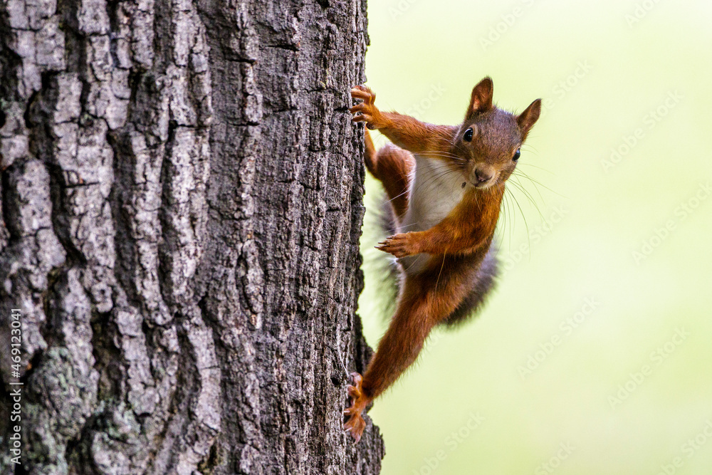 Obraz premium Eichhörnchen (Sciurus vulgaris)