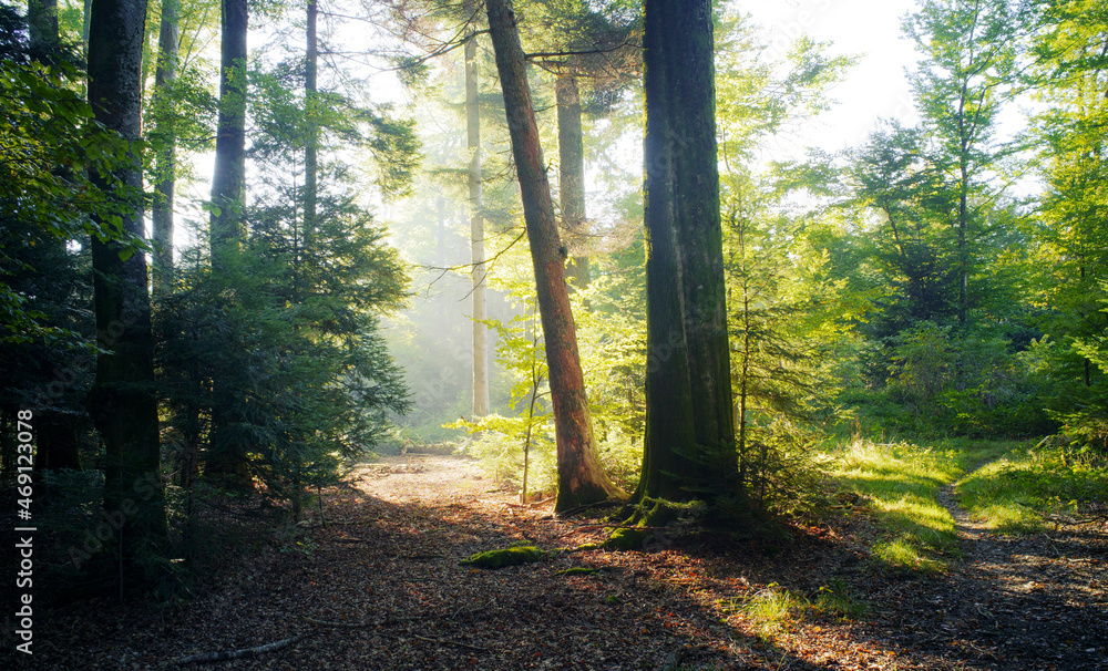 Fototapeta premium Path in the forest in autumn - fall, with glowing sun.