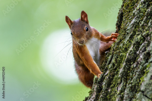 Eichhörnchen (Sciurus vulgaris)