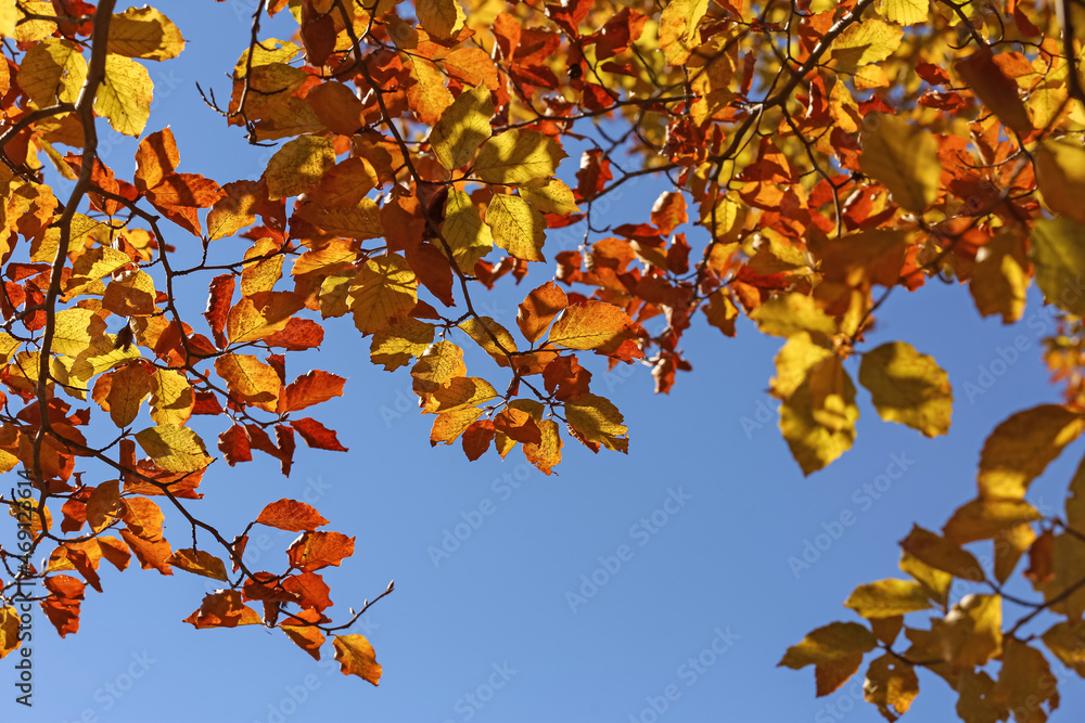 Beautiful tree with bright autumn leaves outdoors on sunny day Beautiful tree with bright autumn leaves outdoors on sunny day