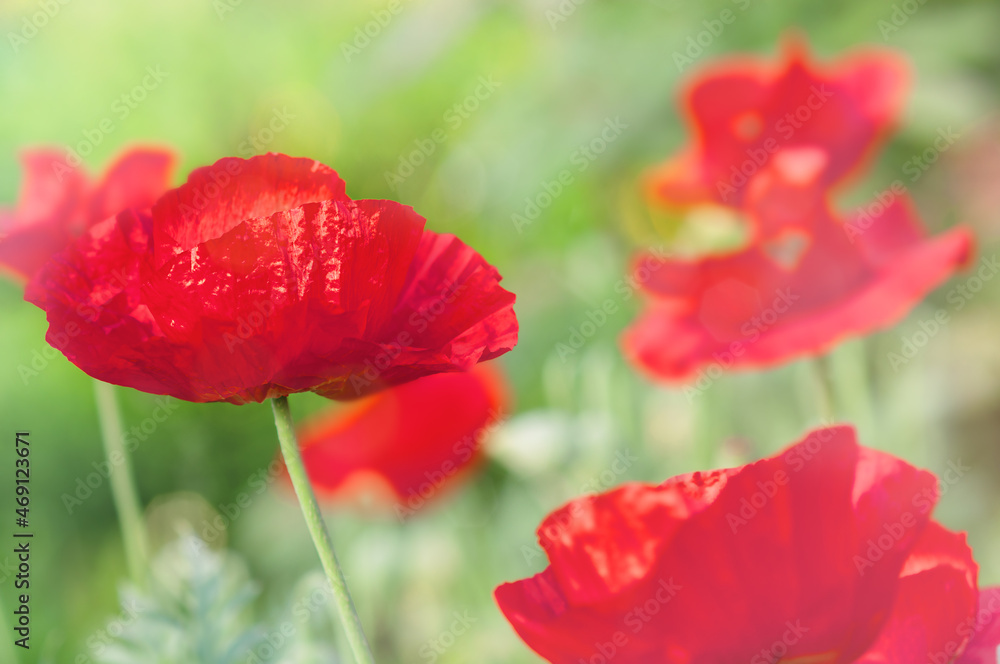 Flowers red poppies bloom in wild field.