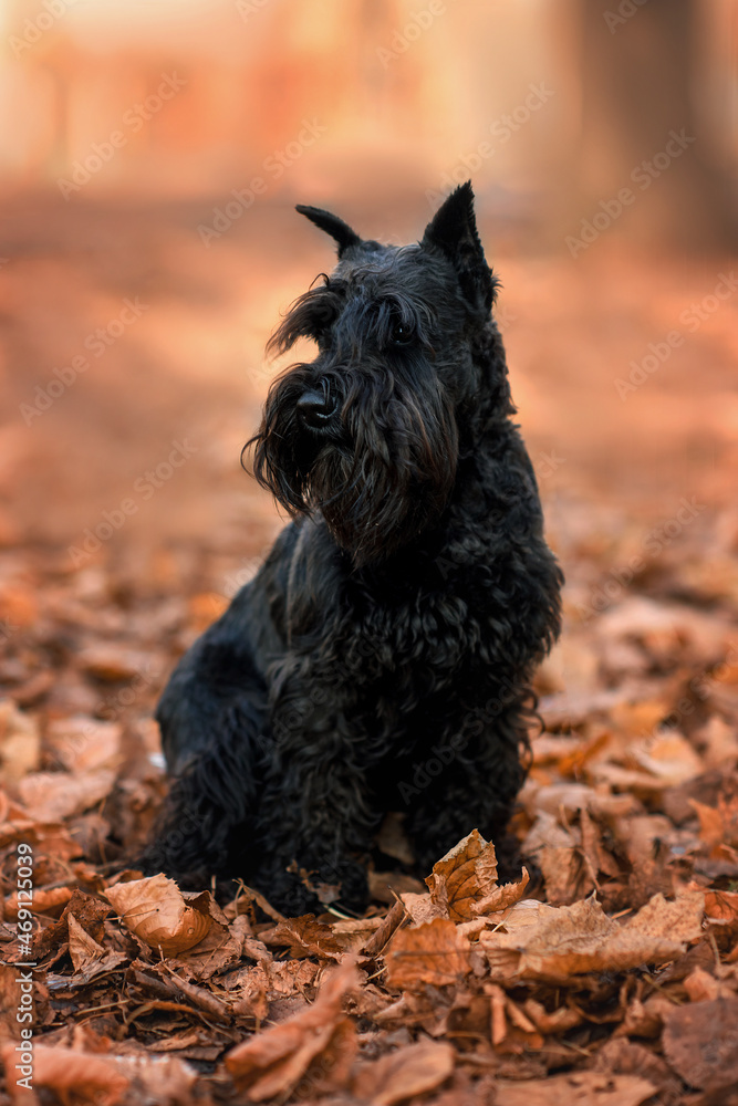 dog black miniature schnauzer in autumn in the leaves in the park