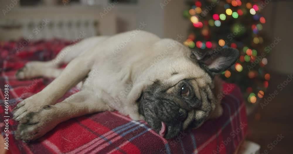 Portrait of funny lazy pug dog lying in bed at Christmas time. Cute face close up. Christmas Blanket, Decorate Christmas tree. Portrait of funny lazy pug dog lying in bed at Christmas time. Cute face close up. Christmas Blanket, Decorate Christmas tree.