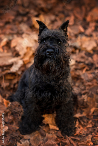 dog black miniature schnauzer in autumn in the leaves in the park © Виктория Дубровская