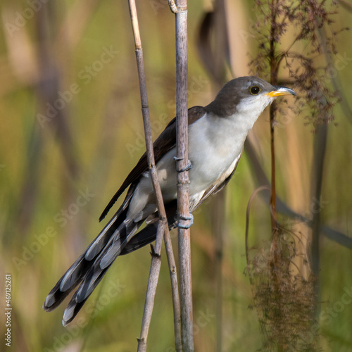 yellow billed cuckoo