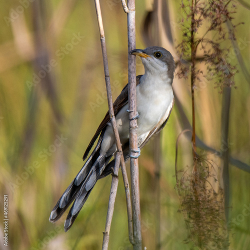 yellow billed cuckoo