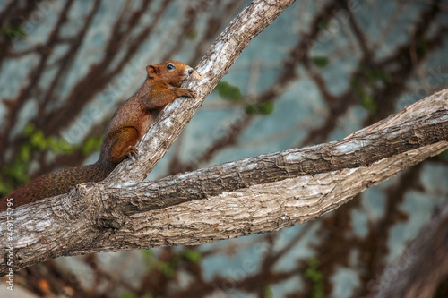 Asian red squirrel on dry branch © F16-ISO100