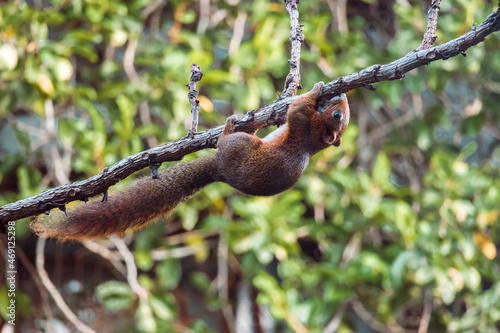 Asian red squirrel on dry branch