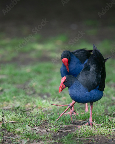 Two Pukekos, or Australasian Swamphen, at Western Springs park in Auckland. Vertical format.