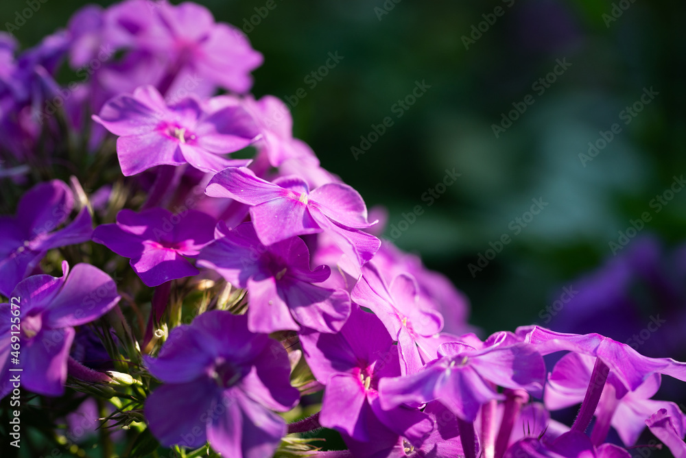 Floral background with inflorescences of Phlox flowers Floral background with inflorescences of Phlox flowers