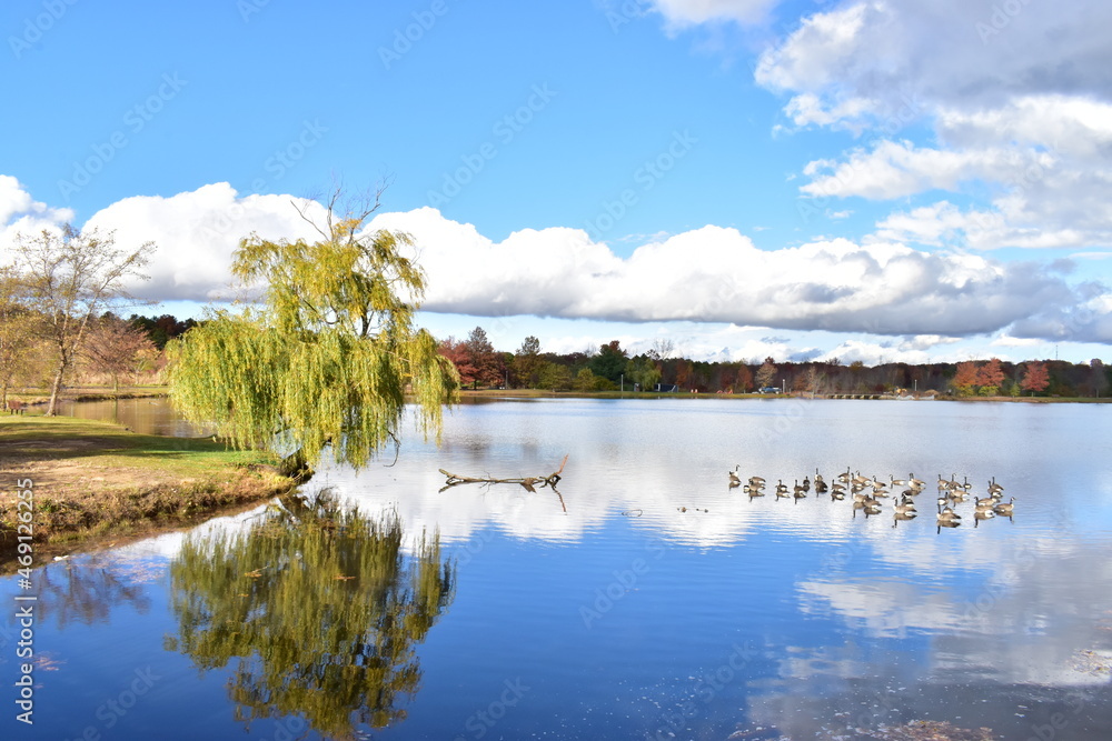 Fototapeta premium weeping willow tree by the lake