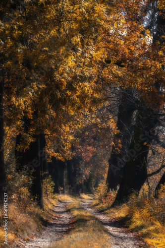 Aleja jesienna w  r  d drzew  krajobraz