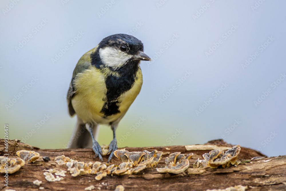Fototapeta premium Kohlmeise (Parus major) Jungvogel
