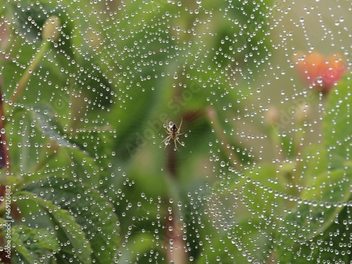Araignée sur sa toile parcourue de goutte d'eau