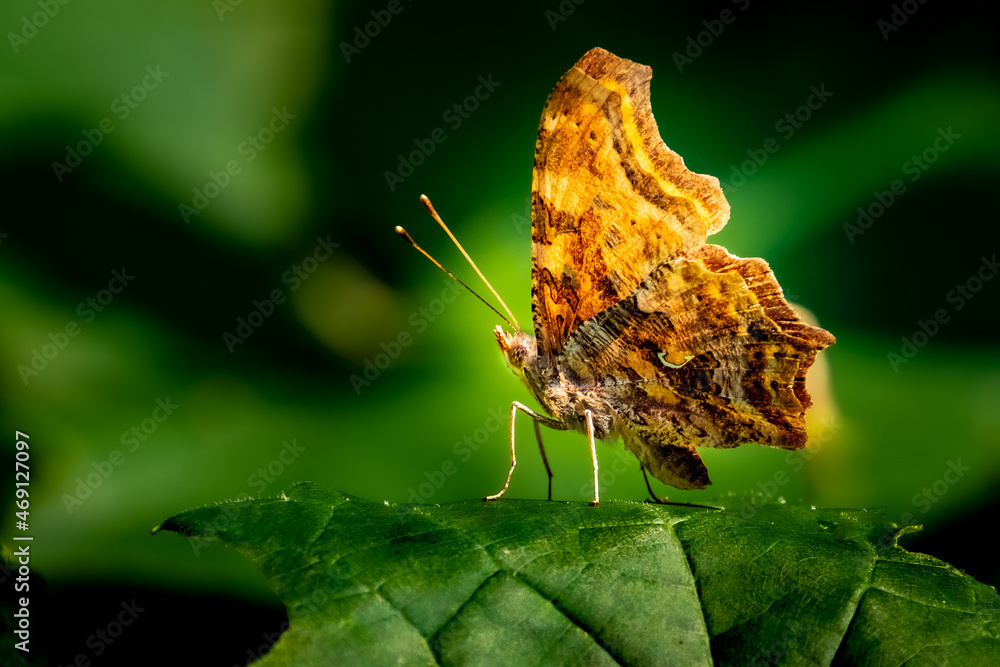 Comma Butterfly (Polygonia c-album) macro, perched on a leaf in the summer morning sun.