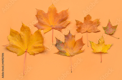 Autumn maple leaves on color background